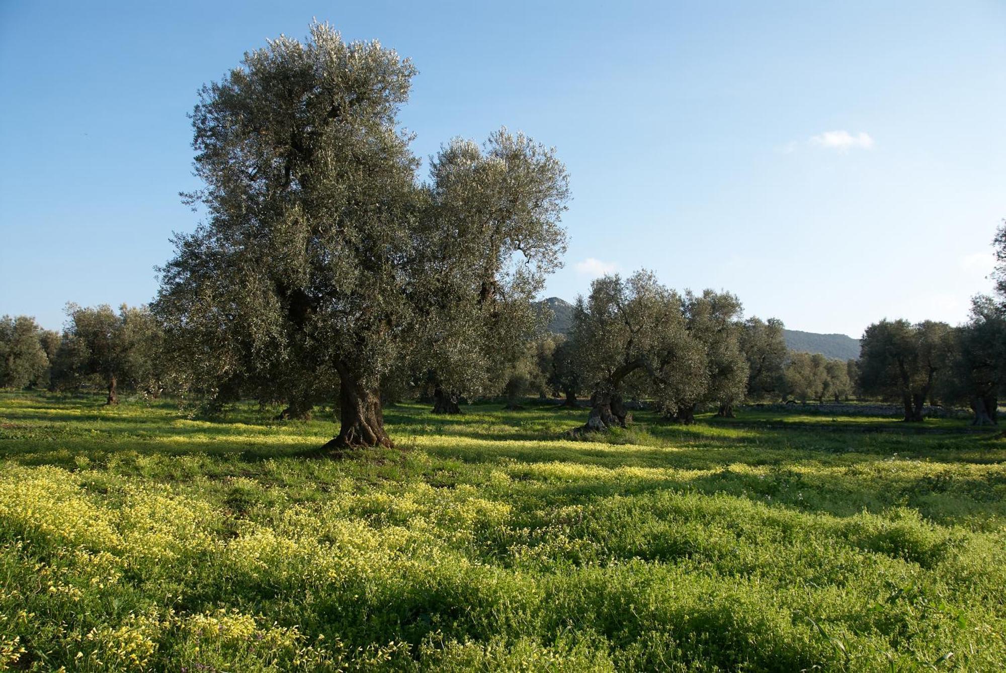 Minicasa Nella Natura, Con Piscina A Due Passi Ostuni Buitenkant foto