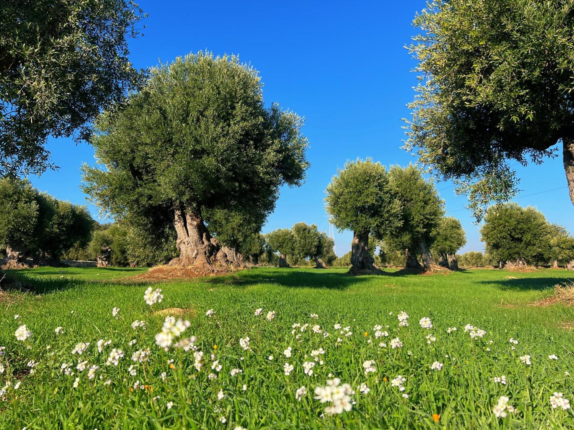 Minicasa Nella Natura, Con Piscina A Due Passi Ostuni Buitenkant foto